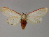  ( - BC ZSM Lep 13251)  @14 [ ] CreativeCommons - Attribution Non-Commercial Share-Alike (2010) Unspecified SNSB, Zoologische Staatssammlung Muenchen