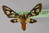  ( - BC ZSM Lep 13279)  @12 [ ] CreativeCommons - Attribution Non-Commercial Share-Alike (2010) Unspecified SNSB, Zoologische Staatssammlung Muenchen
