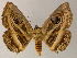  ( - BC ZSM Lep 13293)  @11 [ ] CreativeCommons - Attribution Non-Commercial Share-Alike (2010) Unspecified SNSB, Zoologische Staatssammlung Muenchen