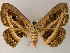  ( - BC ZSM Lep 13294)  @11 [ ] CreativeCommons - Attribution Non-Commercial Share-Alike (2010) Unspecified SNSB, Zoologische Staatssammlung Muenchen