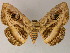  ( - BC ZSM Lep 13297)  @11 [ ] CreativeCommons - Attribution Non-Commercial Share-Alike (2010) Unspecified SNSB, Zoologische Staatssammlung Muenchen