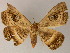  ( - BC ZSM Lep 13298)  @11 [ ] CreativeCommons - Attribution Non-Commercial Share-Alike (2010) Unspecified SNSB, Zoologische Staatssammlung Muenchen