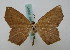  (Danala lilacina - BC ZSM Lep 16041)  @14 [ ] CreativeCommons - Attribution Non-Commercial Share-Alike (2010) Unspecified SNSB, Zoologische Staatssammlung Muenchen