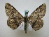  ( - BC ZSM Lep 16047)  @12 [ ] CreativeCommons - Attribution Non-Commercial Share-Alike (2010) Unspecified SNSB, Zoologische Staatssammlung Muenchen