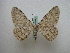  ( - BC ZSM Lep 16074)  @12 [ ] CreativeCommons - Attribution Non-Commercial Share-Alike (2010) Unspecified SNSB, Zoologische Staatssammlung Muenchen