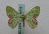  (Comibaena AH01Ch - BC ZSM Lep 16078)  @13 [ ] CreativeCommons - Attribution Non-Commercial Share-Alike (2010) Unspecified SNSB, Zoologische Staatssammlung Muenchen