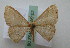  (Cyclophora AH01Ch - BC ZSM Lep 16102)  @13 [ ] CreativeCommons - Attribution Non-Commercial Share-Alike (2010) Unspecified SNSB, Zoologische Staatssammlung Muenchen