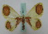  (Plutodes flavescens - BC ZSM Lep 16111)  @14 [ ] CreativeCommons - Attribution Non-Commercial Share-Alike (2010) Unspecified SNSB, Zoologische Staatssammlung Muenchen