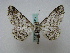  ( - BC ZSM Lep 16112)  @13 [ ] CreativeCommons - Attribution Non-Commercial Share-Alike (2010) Unspecified SNSB, Zoologische Staatssammlung Muenchen