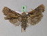  ( - BC ZSM Lep 18148)  @14 [ ] CreativeCommons - Attribution Non-Commercial Share-Alike (2010) Unspecified SNSB, Zoologische Staatssammlung Muenchen
