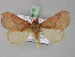  ( - BC ZSM Lep 18152)  @13 [ ] CreativeCommons - Attribution Non-Commercial Share-Alike (2010) Unspecified SNSB, Zoologische Staatssammlung Muenchen