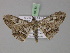  ( - BC ZSM Lep 18156)  @11 [ ] CreativeCommons - Attribution Non-Commercial Share-Alike (2010) Unspecified SNSB, Zoologische Staatssammlung Muenchen
