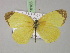  (Eurema AH01Au - BC ZSM Lep 18183)  @11 [ ] CreativeCommons - Attribution Non-Commercial Share-Alike (2010) Unspecified SNSB, Zoologische Staatssammlung Muenchen