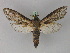  ( - BC ZSM Lep 18207)  @14 [ ] CreativeCommons - Attribution Non-Commercial Share-Alike (2010) Unspecified SNSB, Zoologische Staatssammlung Muenchen