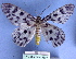  ( - BC ZSM Lep 18699)  @13 [ ] CreativeCommons - Attribution Non-Commercial Share-Alike (2010) Unspecified SNSB, Zoologische Staatssammlung Muenchen