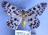  ( - BC ZSM Lep 18700)  @13 [ ] CreativeCommons - Attribution Non-Commercial Share-Alike (2010) Unspecified SNSB, Zoologische Staatssammlung Muenchen