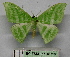  (Mixochlora alternata - BC ZSM Lep 18716)  @11 [ ] CreativeCommons - Attribution Non-Commercial Share-Alike (2010) Unspecified SNSB, Zoologische Staatssammlung Muenchen