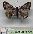  ( - BC ZSM Lep 18720)  @13 [ ] CreativeCommons - Attribution Non-Commercial Share-Alike (2010) Unspecified SNSB, Zoologische Staatssammlung Muenchen
