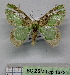  (Lophomachia - BC ZSM Lep 18721)  @14 [ ] CreativeCommons - Attribution Non-Commercial Share-Alike (2010) Unspecified SNSB, Zoologische Staatssammlung Muenchen
