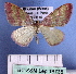 (Rhodostrophia AH01Bu - BC ZSM Lep 18738)  @13 [ ] CreativeCommons - Attribution Non-Commercial Share-Alike (2010) Unspecified SNSB, Zoologische Staatssammlung Muenchen