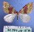  (Xanthorhoe rhodozona - BC ZSM Lep 18739)  @14 [ ] CreativeCommons - Attribution Non-Commercial Share-Alike (2010) Unspecified SNSB, Zoologische Staatssammlung Muenchen