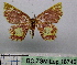  ( - BC ZSM Lep 18740)  @13 [ ] CreativeCommons - Attribution Non-Commercial Share-Alike (2010) Unspecified SNSB, Zoologische Staatssammlung Muenchen