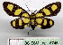  ( - BC ZSM Lep 18746)  @14 [ ] CreativeCommons - Attribution Non-Commercial Share-Alike (2010) Unspecified SNSB, Zoologische Staatssammlung Muenchen