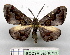 ( - BC ZSM Lep 18751)  @13 [ ] CreativeCommons - Attribution Non-Commercial Share-Alike (2010) Unspecified SNSB, Zoologische Staatssammlung Muenchen