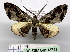  (Hypochrosis zoota - BC ZSM Lep 18752)  @11 [ ] CreativeCommons - Attribution Non-Commercial Share-Alike (2010) Unspecified SNSB, Zoologische Staatssammlung Muenchen