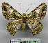  (Metallolophia medullosa - BC ZSM Lep 18753)  @14 [ ] CreativeCommons - Attribution Non-Commercial Share-Alike (2010) Unspecified SNSB, Zoologische Staatssammlung Muenchen