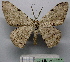  ( - BC ZSM Lep 18757)  @11 [ ] CreativeCommons - Attribution Non-Commercial Share-Alike (2010) Unspecified SNSB, Zoologische Staatssammlung Muenchen