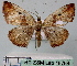  ( - BC ZSM Lep 18764)  @12 [ ] CreativeCommons - Attribution Non-Commercial Share-Alike (2010) Unspecified SNSB, Zoologische Staatssammlung Muenchen