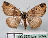  ( - BC ZSM Lep 18765)  @12 [ ] CreativeCommons - Attribution Non-Commercial Share-Alike (2010) Unspecified SNSB, Zoologische Staatssammlung Muenchen
