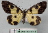  ( - BC ZSM Lep 18775)  @12 [ ] CreativeCommons - Attribution Non-Commercial Share-Alike (2010) Unspecified SNSB, Zoologische Staatssammlung Muenchen