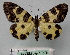  ( - BC ZSM Lep 18776)  @14 [ ] CreativeCommons - Attribution Non-Commercial Share-Alike (2010) Unspecified SNSB, Zoologische Staatssammlung Muenchen