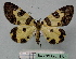  ( - BC ZSM Lep 18777)  @13 [ ] CreativeCommons - Attribution Non-Commercial Share-Alike (2010) Unspecified SNSB, Zoologische Staatssammlung Muenchen