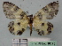  ( - BC ZSM Lep 18778)  @11 [ ] CreativeCommons - Attribution Non-Commercial Share-Alike (2010) Unspecified SNSB, Zoologische Staatssammlung Muenchen