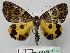  ( - BC ZSM Lep 18780)  @14 [ ] CreativeCommons - Attribution Non-Commercial Share-Alike (2010) Unspecified SNSB, Zoologische Staatssammlung Muenchen