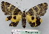  ( - BC ZSM Lep 18781)  @12 [ ] CreativeCommons - Attribution Non-Commercial Share-Alike (2010) Unspecified SNSB, Zoologische Staatssammlung Muenchen
