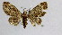  (Eupithecia MS01In - BC ZSM Lep 18521)  @11 [ ] Copyright (2010) Unspecified SNSB, Zoologische Staatssammlung Muenchen