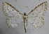  (Derambila gertraudae - BC ZSM Lep 18528)  @11 [ ] Copyright (2010) Unspecified SNSB, Zoologische Staatssammlung Muenchen