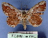  (Zythos rufigrisea - BC ZSM Lep 18533)  @11 [ ] Copyright (2010) Unspecified SNSB, Zoologische Staatssammlung Muenchen