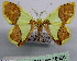 (Plutodes joiceyi - BC ZSM Lep 18560)  @15 [ ] Copyright (2010) Unspecified SNSB, Zoologische Staatssammlung Muenchen