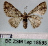  (Mnesiloba dentifascia - BC ZSM Lep 18585)  @11 [ ] Copyright (2010) Unspecified SNSB, Zoologische Staatssammlung Muenchen