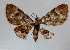  (Symmimetis heveli - BC ZSM Lep 18587)  @11 [ ] Copyright (2010) Unspecified SNSB, Zoologische Staatssammlung Muenchen