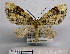  (Sauris pallidiplaga - BC ZSM Lep 18589)  @11 [ ] Copyright (2010) Unspecified SNSB, Zoologische Staatssammlung Muenchen
