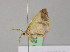  ( - BC ZSM Lep 20964)  @11 [ ] CreativeCommons - Attribution Non-Commercial Share-Alike (2010) Unspecified SNSB, Zoologische Staatssammlung Muenchen