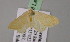  ( - BC ZSM Lep 20987)  @13 [ ] CreativeCommons - Attribution Non-Commercial Share-Alike (2010) Unspecified SNSB, Zoologische Staatssammlung Muenchen