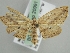  ( - BC ZSM Lep 20991)  @11 [ ] CreativeCommons - Attribution Non-Commercial Share-Alike (2010) Axel Hausmann/Bavarian State Collection of Zoology (ZSM) SNSB, Zoologische Staatssammlung Muenchen