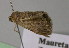  ( - BC ZSM Lep 20994)  @12 [ ] CreativeCommons - Attribution Non-Commercial Share-Alike (2010) Unspecified SNSB, Zoologische Staatssammlung Muenchen